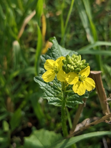 Mutarda arvensis (charlock)