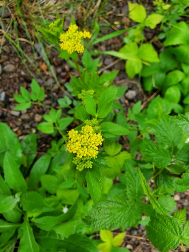 Zizia aurea (Golden Alexanders)