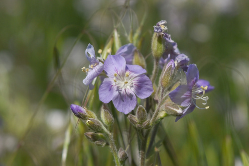 Polemonium (Jacob's ladders)