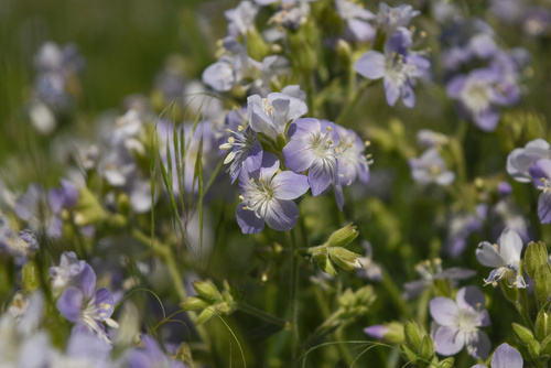 Polemonium (Jacob's ladders) (alternate view 2)