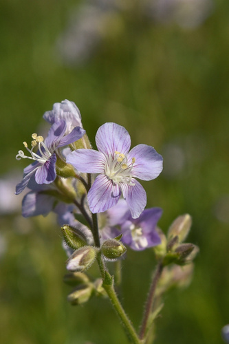 Polemonium (Jacob's ladders) (alternate view 3)