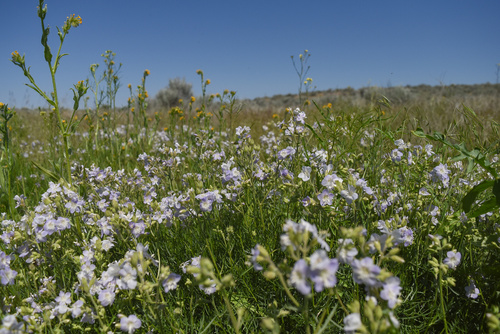 Polemonium (Jacob's ladders) (alternate view 4)