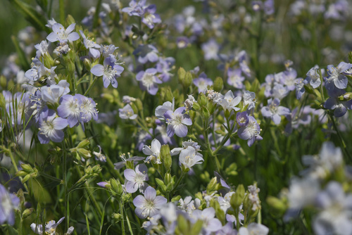 Polemonium (Jacob's ladders) (alternate view 5)