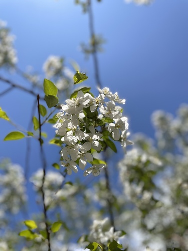 Malus baccata (Siberian crabapple) (alternate view 8)