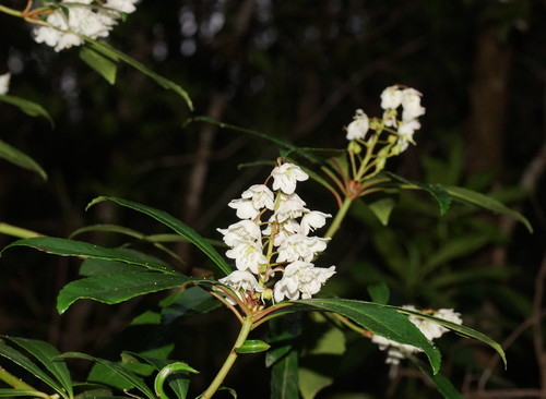 Anopterus glandulosus (Tasmanian laurel) (alternate view 4)