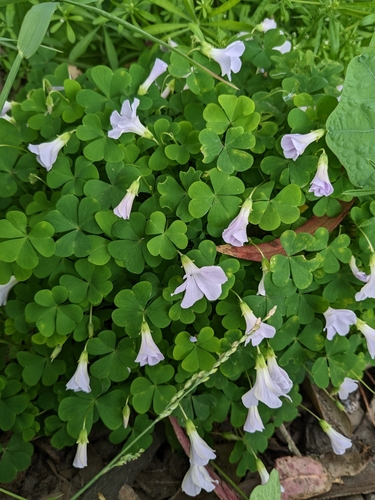 Oxalis incarnata (Pale pink-sorrel)