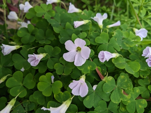 Oxalis incarnata (Pale pink-sorrel)