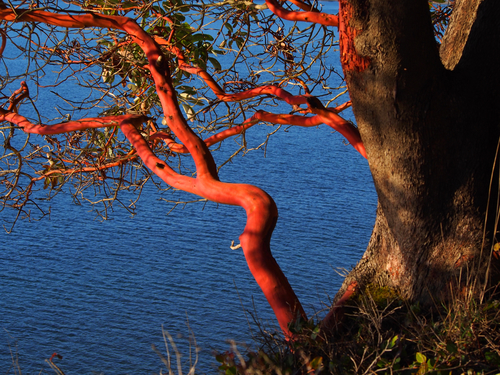 Arbutus menziesii (madrone)