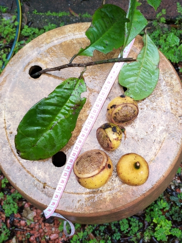 Eupomatia laurina (Bolwarra)