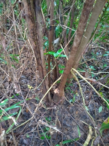 Eupomatia laurina (Bolwarra) (alternate view 2)