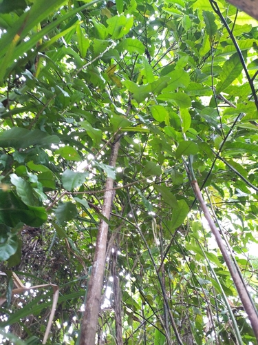 Eupomatia laurina (Bolwarra) (alternate view 3)