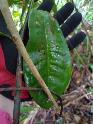 Eupomatia laurina (Bolwarra) (alternate view 4)