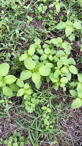 Acalypha persimilis (hornbeam copperleaf) (alternate view 8)