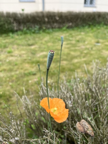 Papaver atlanticum (Atlas Poppy)