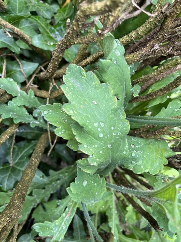 Papaver atlanticum (Atlas Poppy)