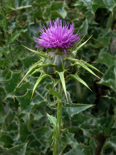 Silybum marianum (milk thistle) (alternate view 2)
