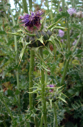 Silybum marianum (milk thistle) (alternate view 3)
