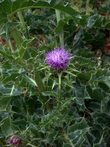 Silybum marianum (milk thistle) (alternate view 4)