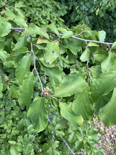 Parrotia persica (Persian parrotia, ironwood) (alternate view 6)
