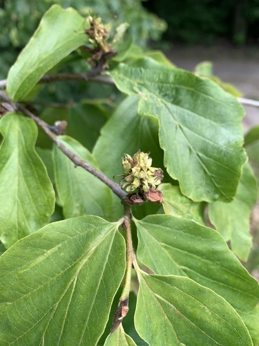 Parrotia persica (Persian parrotia, ironwood) (alternate view 7)