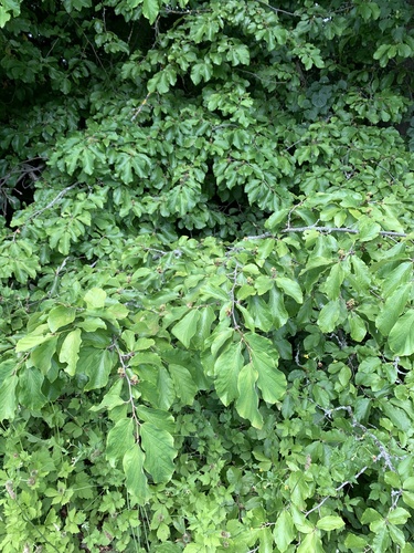 Parrotia persica (Persian parrotia, ironwood) (alternate view 8)