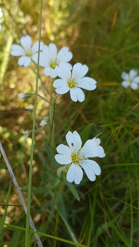 Cerastium arvense (field chickweed)