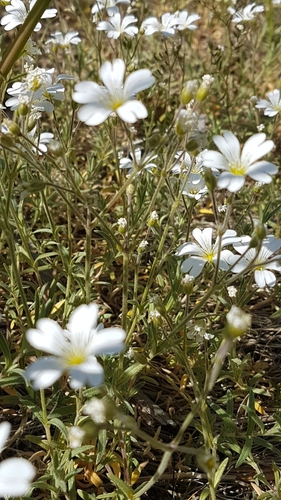 Cerastium arvense (field chickweed)