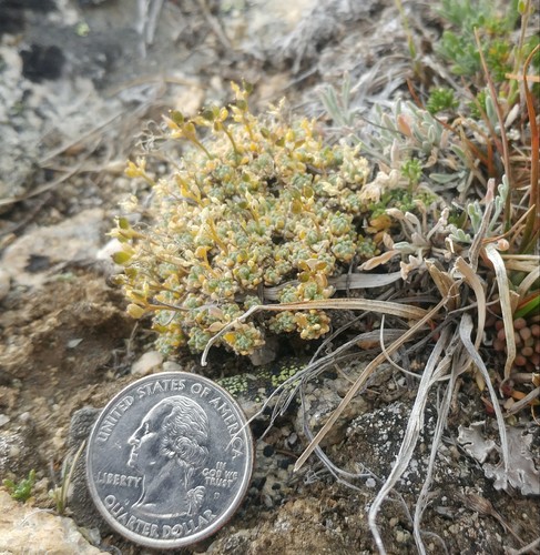 Draba (Drabas) (alternate view 9)