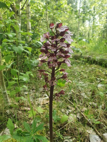 Orchis purpurea (Lady Orchid)