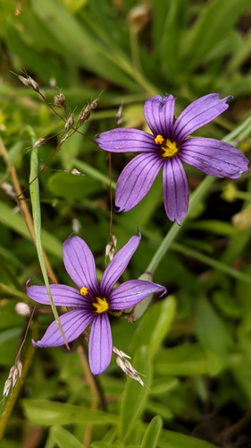 Sisyrinchium (blue-eyed grasses)