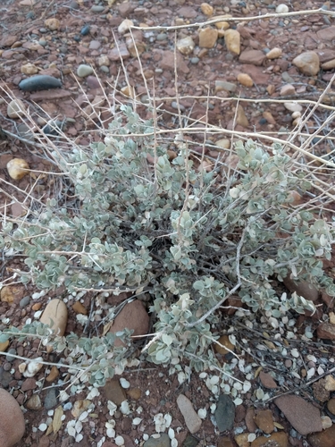 Atriplex confertifolia (Shadscale Saltbush) (alternate view 2)