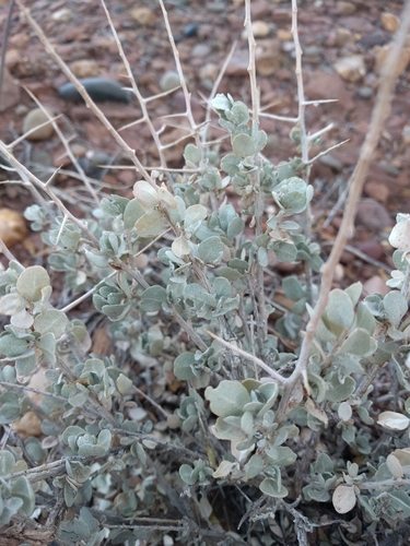 Atriplex confertifolia (Shadscale Saltbush) (alternate view 3)