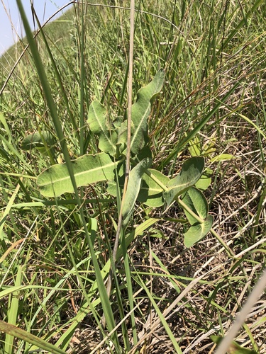 Asclepias amplexicaulis (clasping milkweed) (alternate view 4)