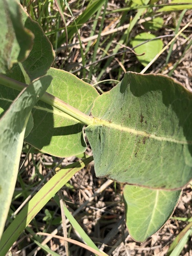 Asclepias amplexicaulis (clasping milkweed) (alternate view 7)