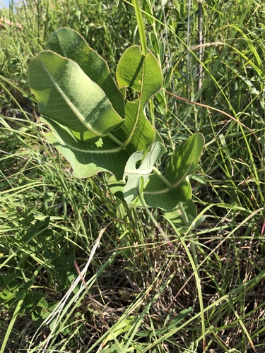 Asclepias amplexicaulis (clasping milkweed) (alternate view 8)
