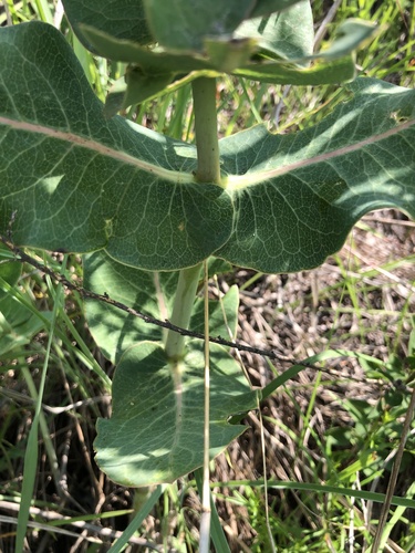 Asclepias amplexicaulis (clasping milkweed) (alternate view 6)