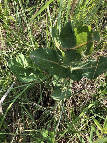 Asclepias amplexicaulis (clasping milkweed) (alternate view 5)