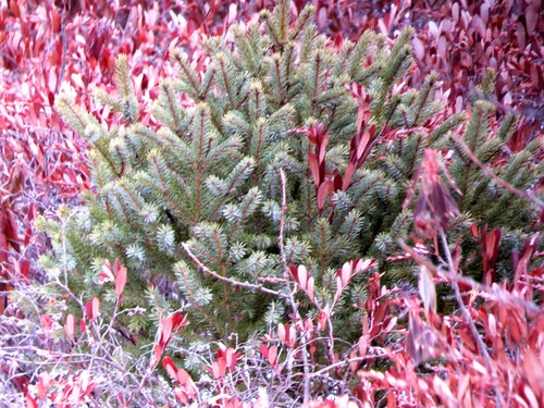 Picea mariana (black spruce) (alternate view 4)