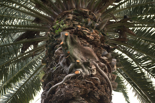 Ficus macrophylla (Moreton Bay fig) (alternate view 5)
