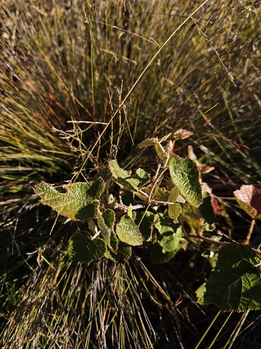 Rubus moluccanus (Molucca Bramble) (alternate view 3)