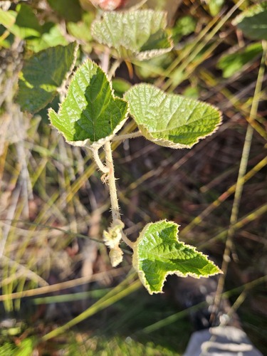 Rubus moluccanus (Molucca Bramble) (alternate view 4)