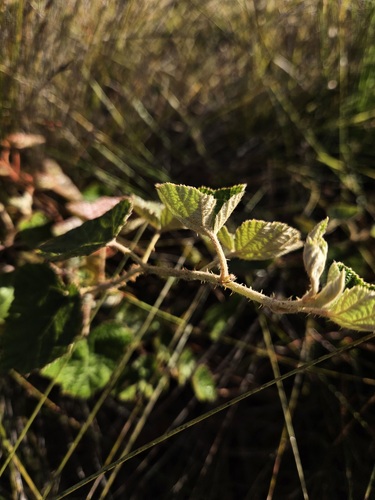 Rubus moluccanus (Molucca Bramble) (alternate view 5)