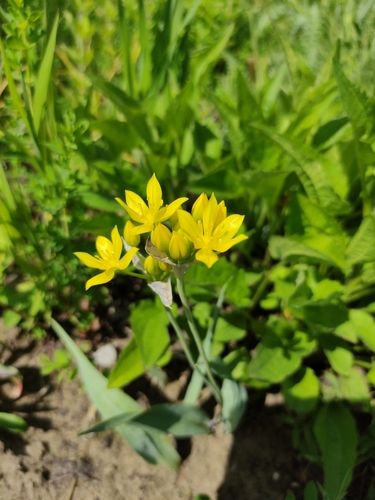 Allium moly (Golden Garlic)