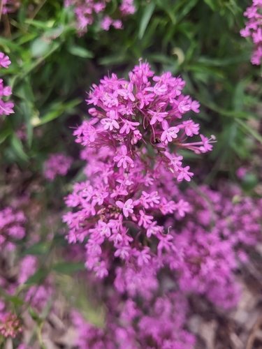 Centranthus ruber (Red Valerian)