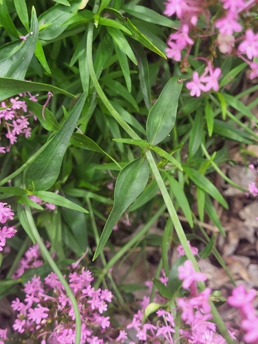 Centranthus ruber (Red Valerian)