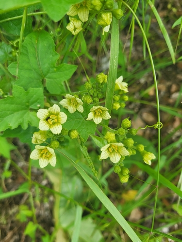Bryonia cretica (White Bryony)