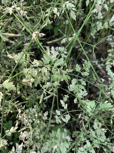 Anthriscus cerefolium (Chervil) (alternate view 2)