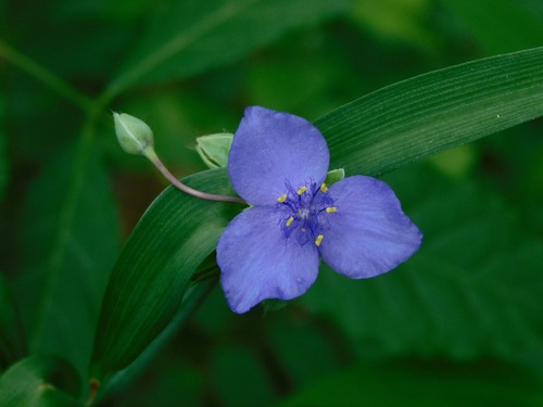 Tradescantia ohiensis (Ohio spiderwort)