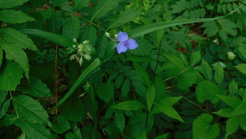 Tradescantia ohiensis (Ohio spiderwort)
