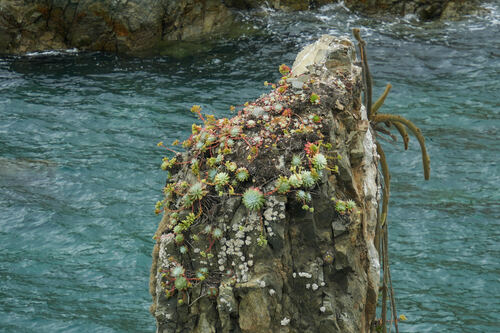 Dudleya (Liveforever) (alternate view 4)
